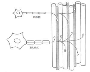 Répartition des fibres muscuaires