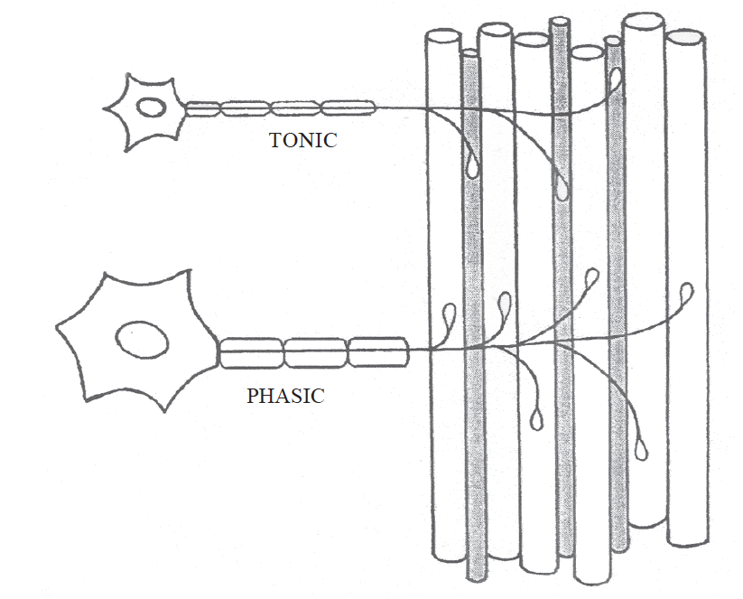 Répartition des fibres muscuaires